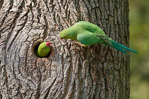 Rose-ringed parakeet