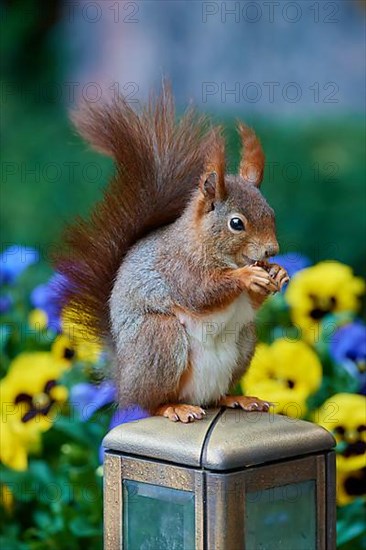 Red Squirrel