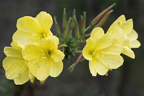 Common evening primrose