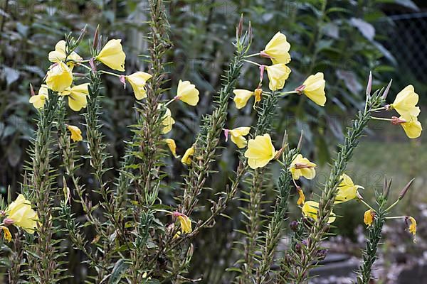 Common evening primrose