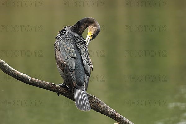 Great cormorant