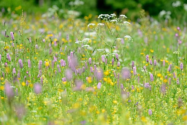 Mountain meadow with wildflowers