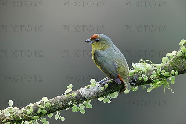 Olive-backed euphonia