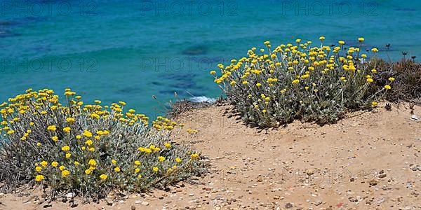 Italian strawflower or immortelle