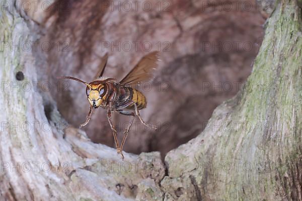 European hornet