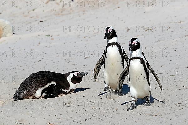 African penguin