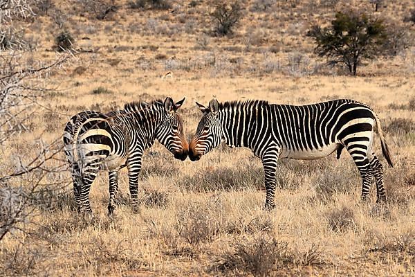 Cape Mountain Zebra