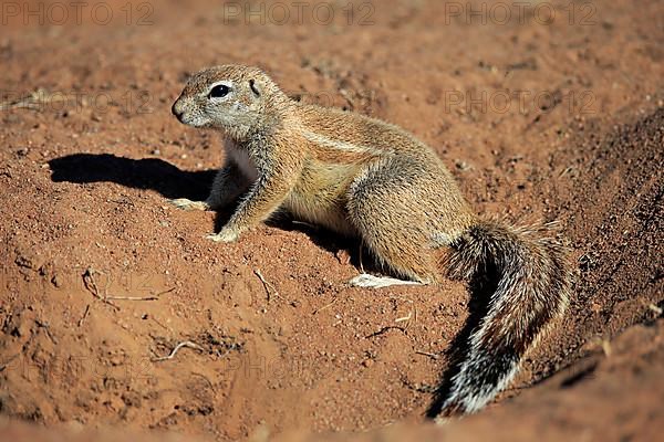 Cape ground squirrel