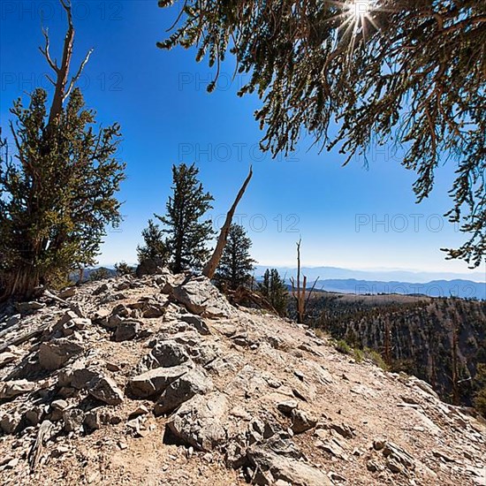 Protected area Ancient Bristlecone Pine Forest