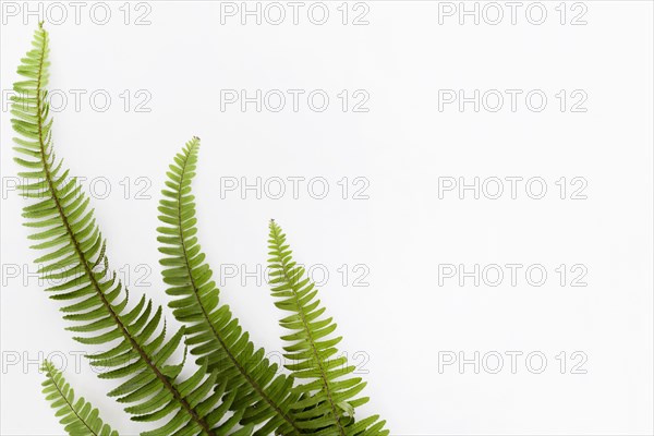 Top view fern leaves with copy space. Resolution and high quality beautiful photo