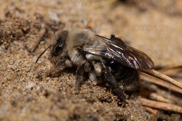 Willow sand bee sitting on sand left looking