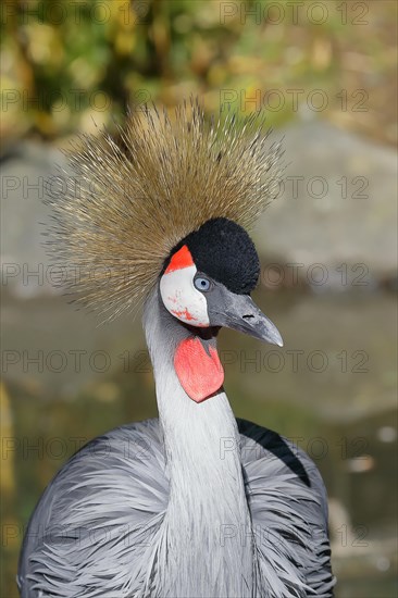 Black crowned crane