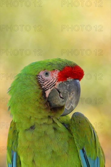 Great green macaw