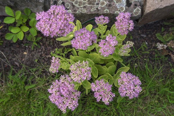 Showy stonecrop