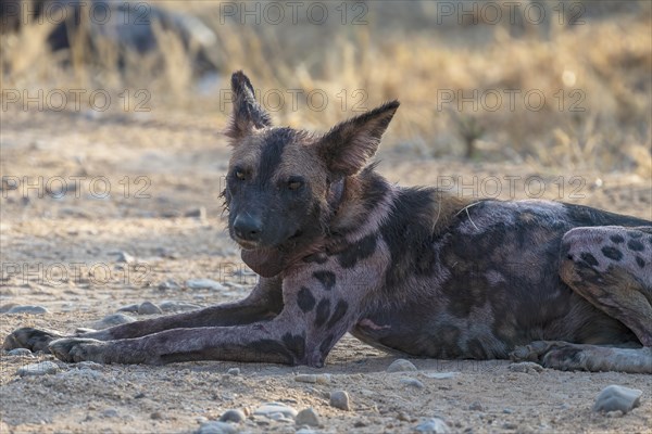 African wild dog