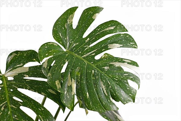 White sprinkled leaf of rare variegated tropical Monstera Deliciosa Thai Constellation houseplant isolated on white background