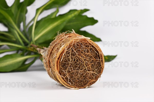 Rootbound root ball of houseplant in need of repotting on white background