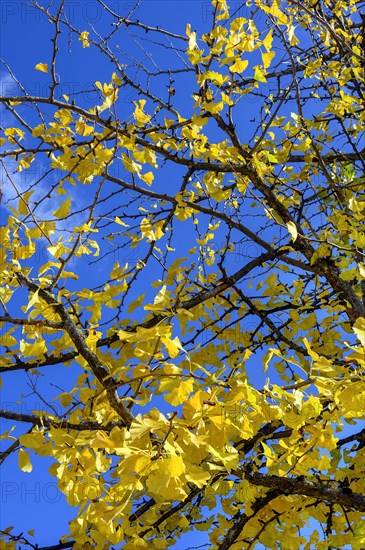 Autumn ginkgo