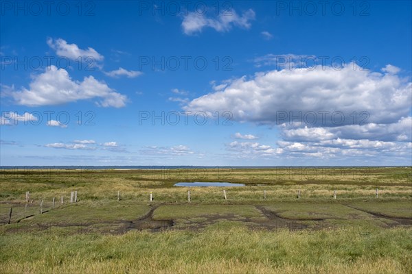 Salt marshes