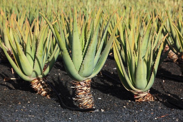 Aloe Vera Plantation at Orzola