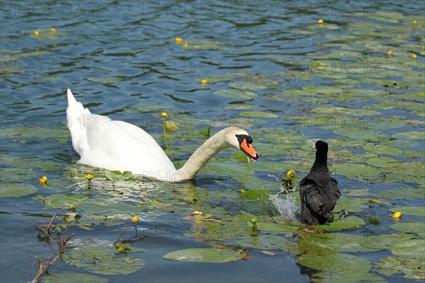 Mute Swan