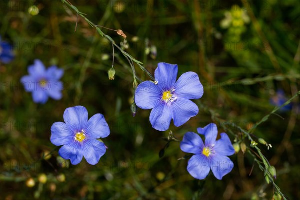 Persistent flax four blue flowers next to each other