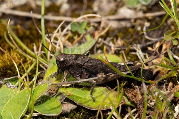 Red-winged snare-cricket sitting on ground looking left