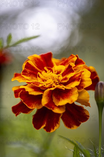 Marigold