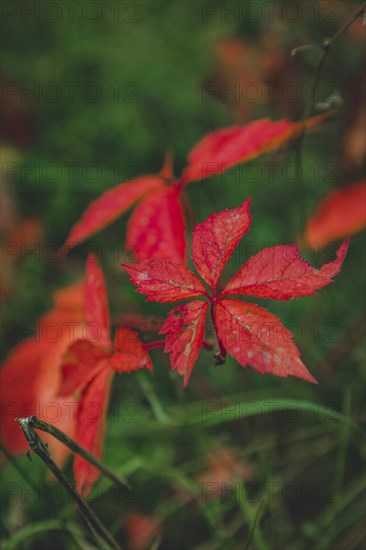 Virginia creeper