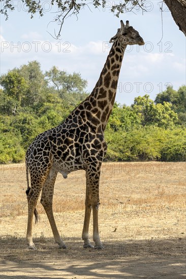 Rhodesian giraffe