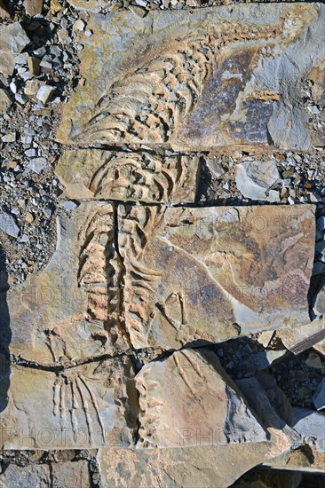 Approx. 300 million year old fossils of Mesosaurus tenuidens near Keetmanshoop