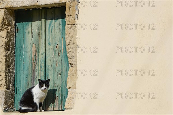 Black and white cat