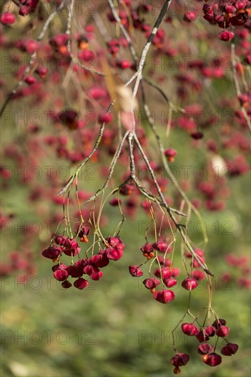 European spindle