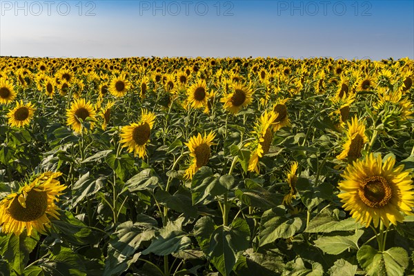 Field of sun flowers