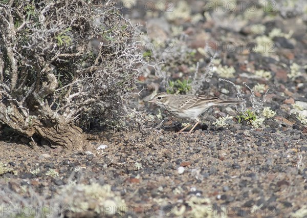 Berthelot's pipit