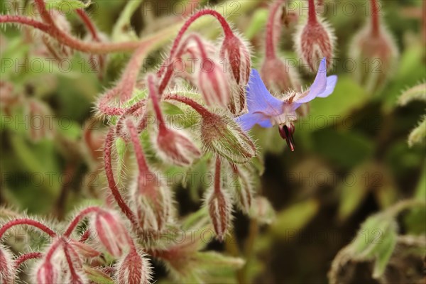 Borage