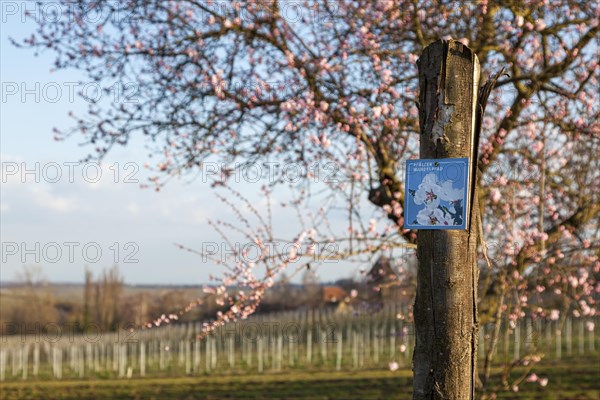 Path marking Pfaelzer Mandelpfad