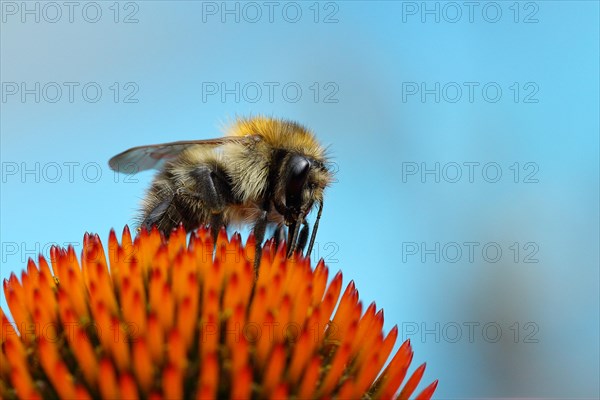 Common carder-bee