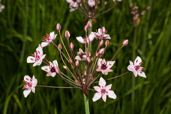 Swan flower Inflorescence with several open pink flowers