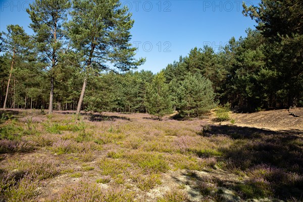Area of heather with flowering heather and pine trees against a blue sky