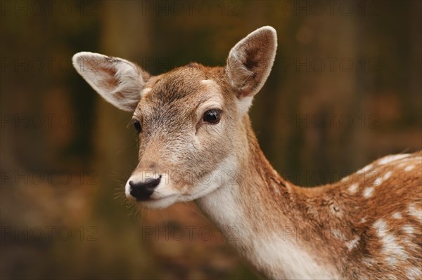 Head of fawn White European fallow deer