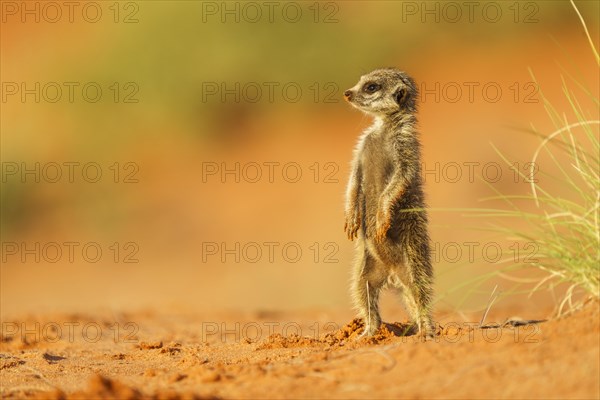 Meerkat