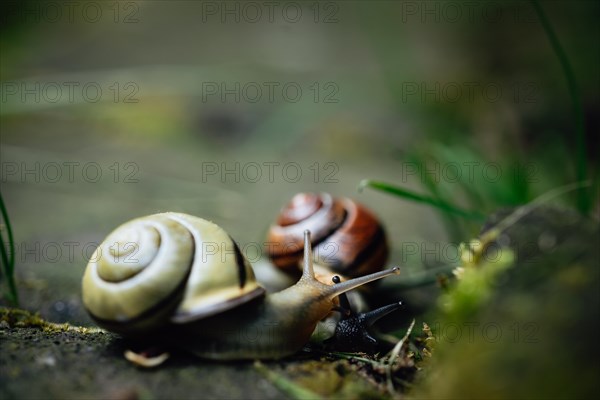 Snail