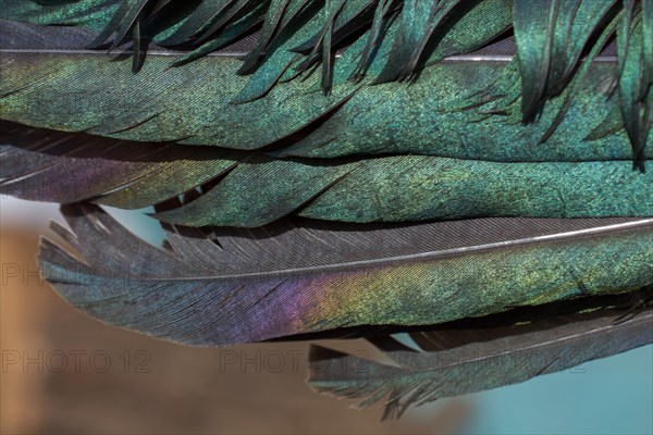 Beautiful bird feathers for decorative purposes