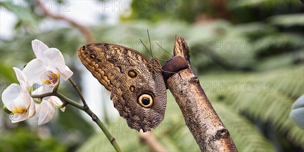 Owl butterfly