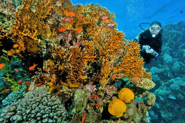 Diver looking at illuminated large net fire coral