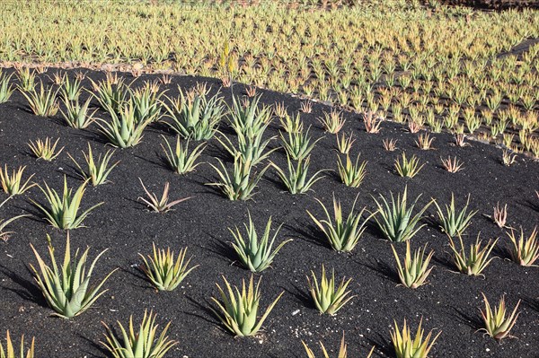 Aloe Vera Plantation at Orzola