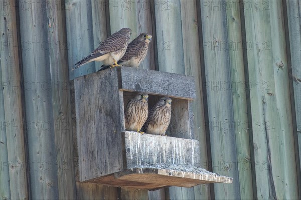 Kestrel four fledglings sitting on and in wooden nesting box variously sighted