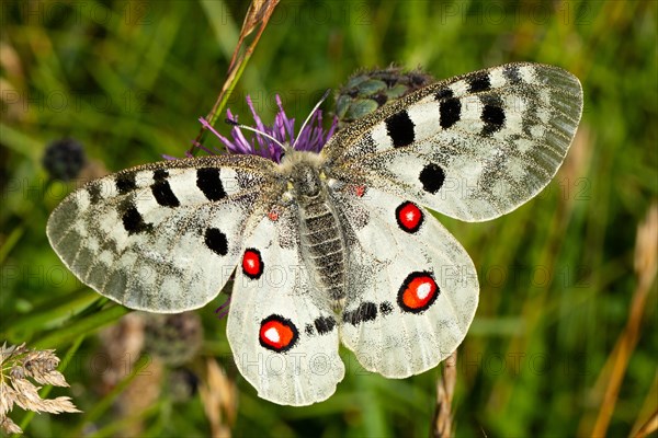 Apollo butterfly with open wings sitting on purple flower from behind