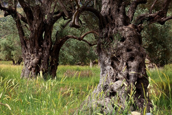 Old olive trees with thick trunks